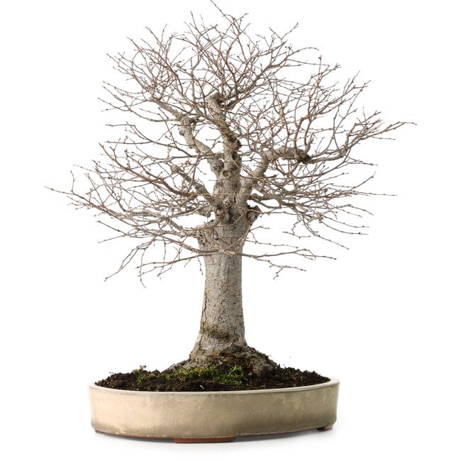 Zelkova serrata, 38 cm, ± 30 ans, avec un nebari de 12 cm