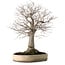 Zelkova serrata, 38 cm, ± 30 ans, avec un nebari de 12 cm