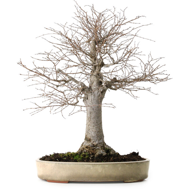 Zelkova serrata, 38 cm, ± 30 anni, con nebari di 12 cm
