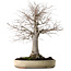Zelkova serrata, 38 cm, ± 30 Jahre alt, mit einem Nebari von 12 cm