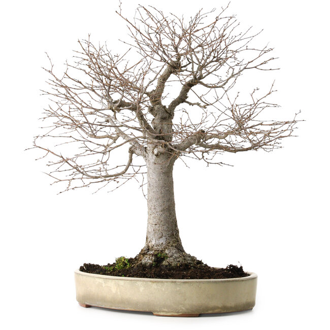Zelkova serrata, 38 cm, ± 30 años, con un nebari de 12 cm