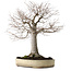 Zelkova serrata, 38 cm, ± 30 años, con un nebari de 12 cm