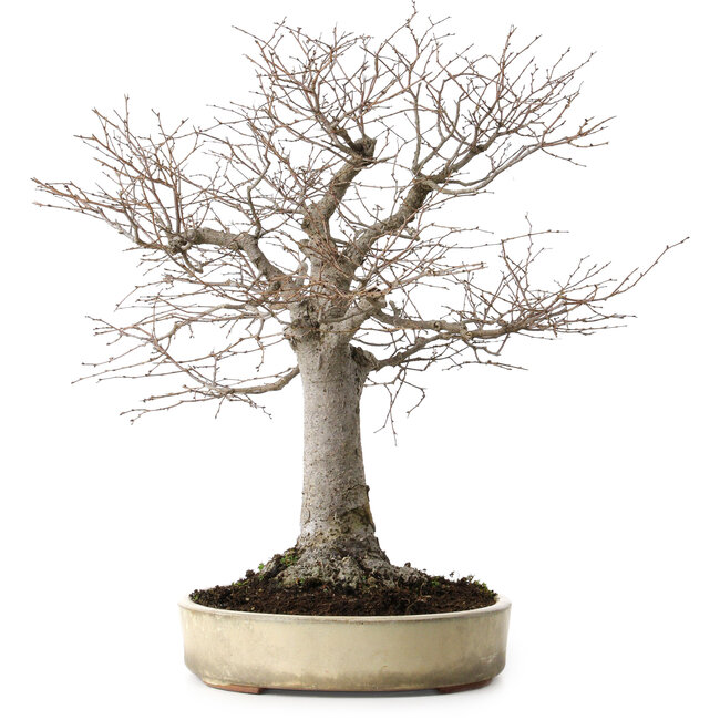 Zelkova serrata, 38 cm, ± 30 anni, con nebari di 12 cm