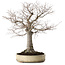 Zelkova serrata, 38 cm, ± 30 años, con un nebari de 12 cm