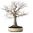 Zelkova serrata, 38 cm, ± 30 ans, avec un nebari de 12 cm