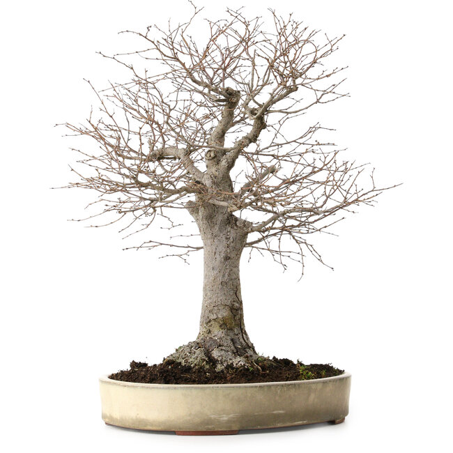 Zelkova serrata, 38 cm, ± 30 jaar oud, met een nebari van 12 cm