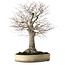 Zelkova serrata, 38 cm, ± 30 anni, con nebari di 12 cm