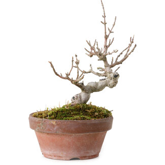 Acer buergerianum, 13 cm, ± 20 Jahre alt