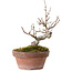 Acer buergerianum, 13 cm, ± 20 Jahre alt