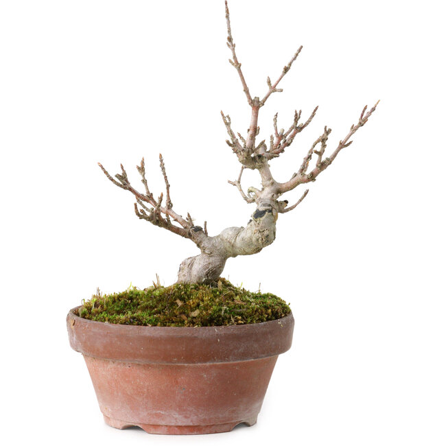 Acer buergerianum, 13 cm, ± 20 anni