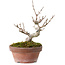 Acer buergerianum, 13 cm, ± 20 years old