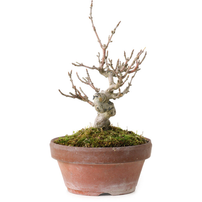 Acer buergerianum, 13 cm, ± 20 anni