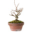 Acer buergerianum, 13 cm, ± 20 anni