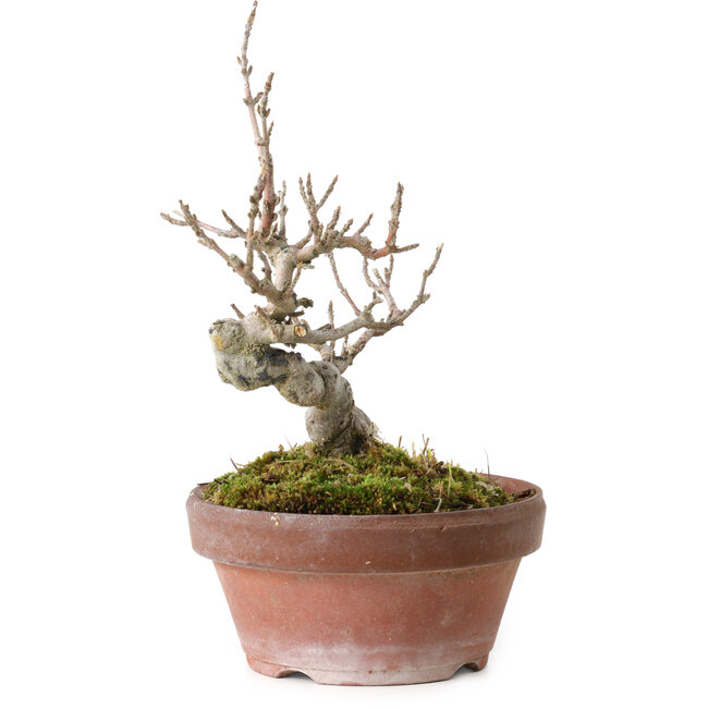 Acer buergerianum, 13 cm, ± 20 anni