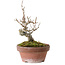 Acer buergerianum, 13 cm, ± 20 anni