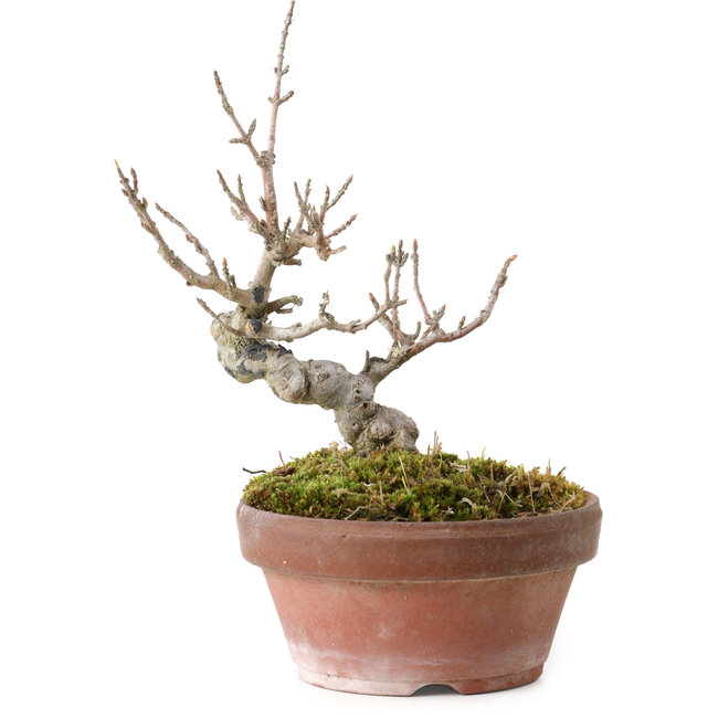 Acer buergerianum, 13 cm, ± 20 anni