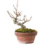 Acer buergerianum, 13 cm, ± 20 years old
