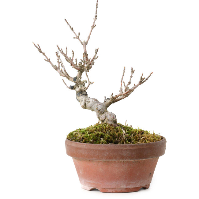 Acer buergerianum, 13 cm, ± 20 anni