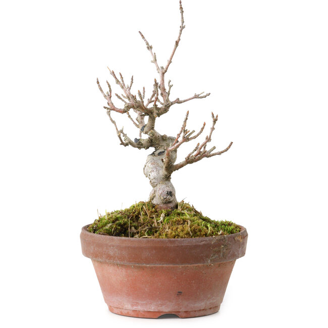 Acer buergerianum, 13 cm, ± 20 Jahre alt