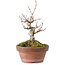 Acer buergerianum, 13 cm, ± 20 years old