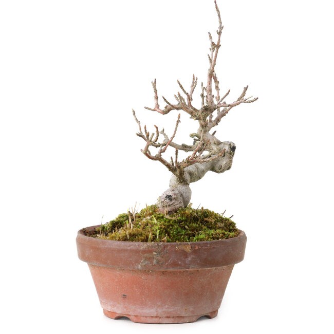 Acer buergerianum, 13 cm, ± 20 anni