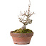Acer buergerianum, 13 cm, ± 20 years old