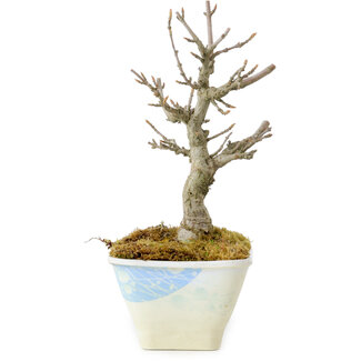 Acer buergerianum, 15 cm, ± 20 years old