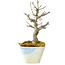 Acer buergerianum, 15 cm, ± 20 Jahre alt