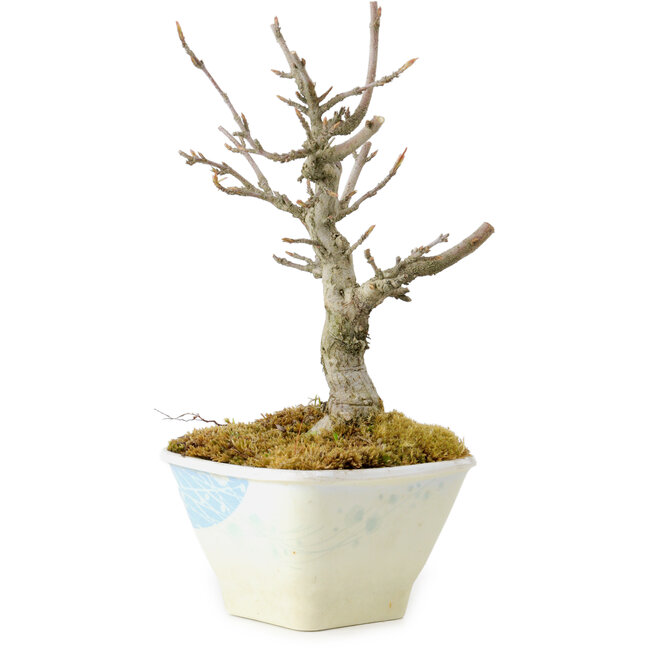 Acer buergerianum, 15 cm, ± 20 ans