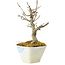 Acer buergerianum, 15 cm, ± 20 years old