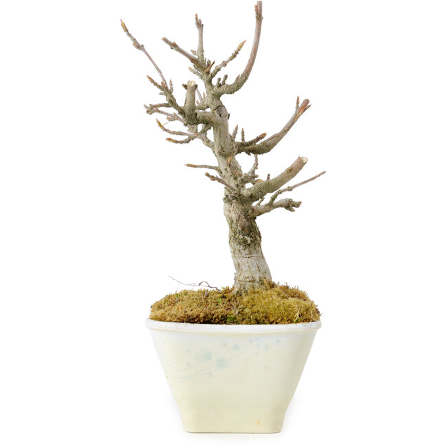 Acer buergerianum, 15 cm, ± 20 anni