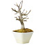 Acer buergerianum, 15 cm, ± 20 anni