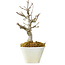Acer buergerianum, 15 cm, ± 20 Jahre alt