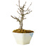 Acer buergerianum, 15 cm, ± 20 Jahre alt