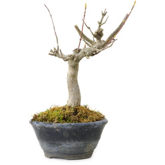 Acer buergerianum, 14 cm, ± 20 Jahre alt