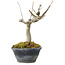 Acer buergerianum, 14 cm, ± 20 años