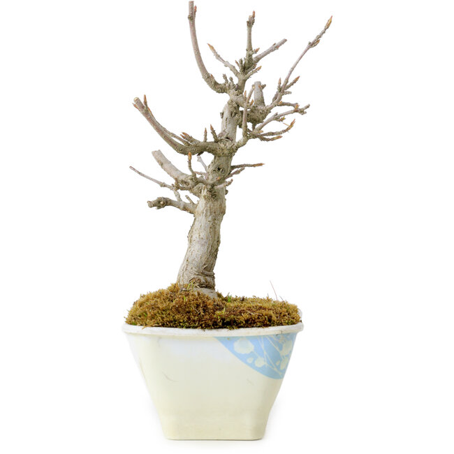 Acer buergerianum, 15 cm, ± 20 Jahre alt