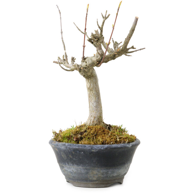 Acer buergerianum, 14 cm, ± 20 years old