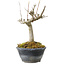 Acer buergerianum, 14 cm, ± 20 years old