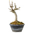 Acer buergerianum, 14 cm, ± 20 years old