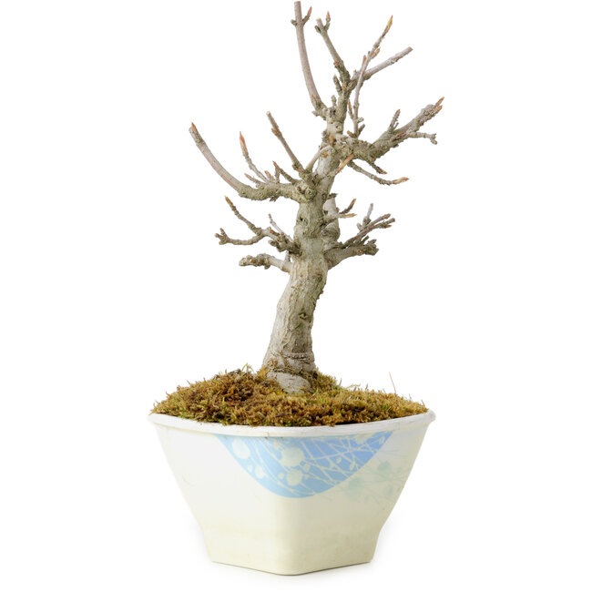 Acer buergerianum, 15 cm, ± 20 jaar oud