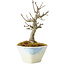 Acer buergerianum, 15 cm, ± 20 años