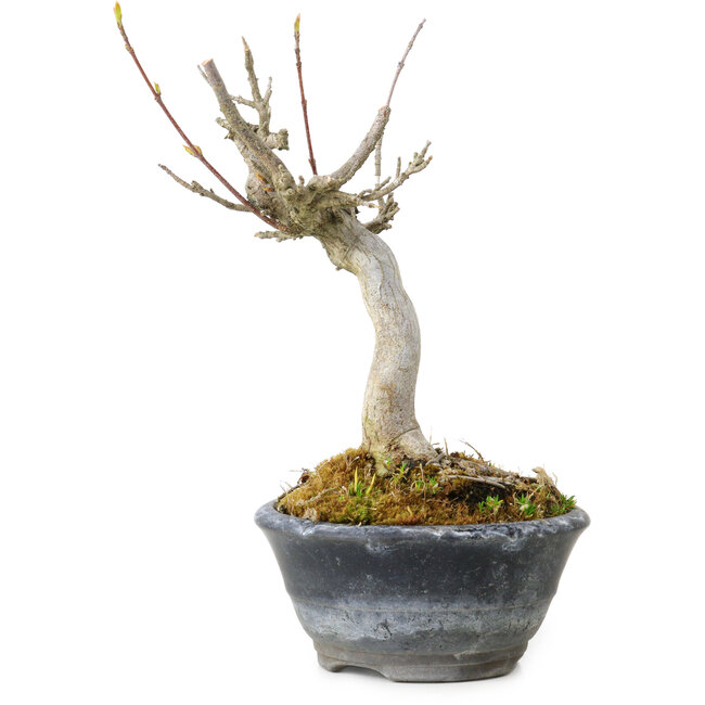 Acer buergerianum, 14 cm, ± 20 anni
