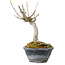 Acer buergerianum, 14 cm, ± 20 Jahre alt