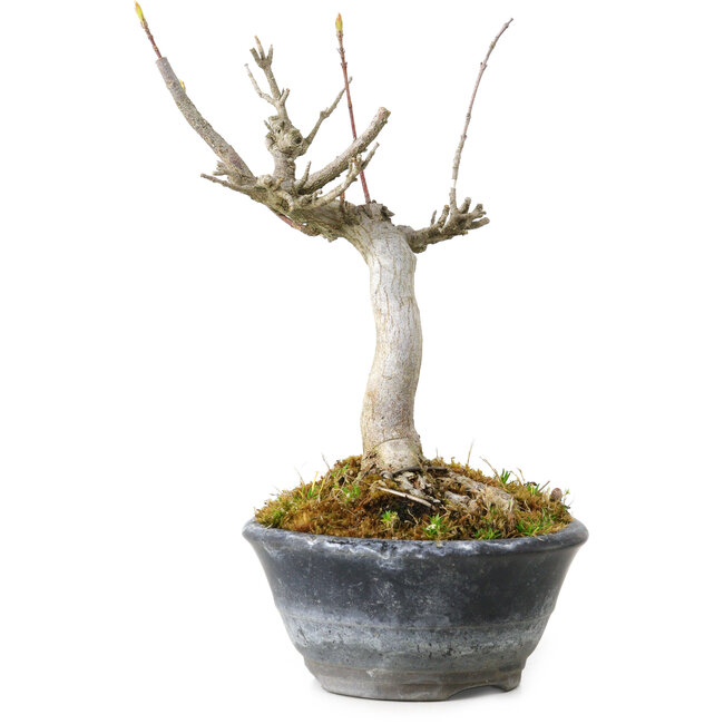 Acer buergerianum, 14 cm, ± 20 Jahre alt
