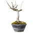 Acer buergerianum, 14 cm, ± 20 anni