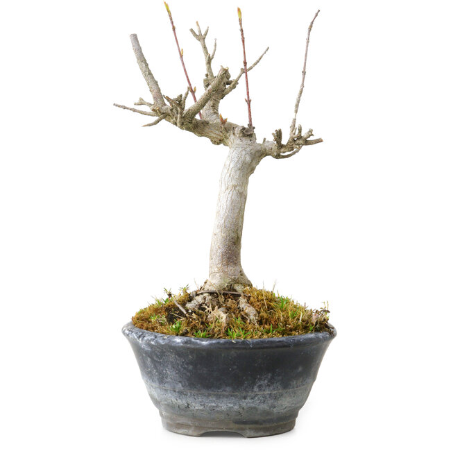 Acer buergerianum, 14 cm, ± 20 años