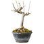 Acer buergerianum, 14 cm, ± 20 years old