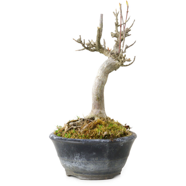 Acer buergerianum, 14 cm, ± 20 años