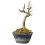 Acer buergerianum, 14 cm, ± 20 jaar oud